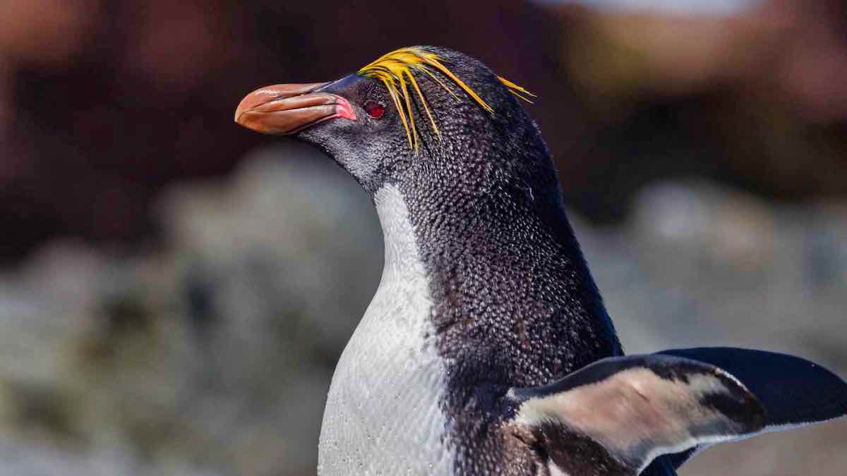 PenguinWorld